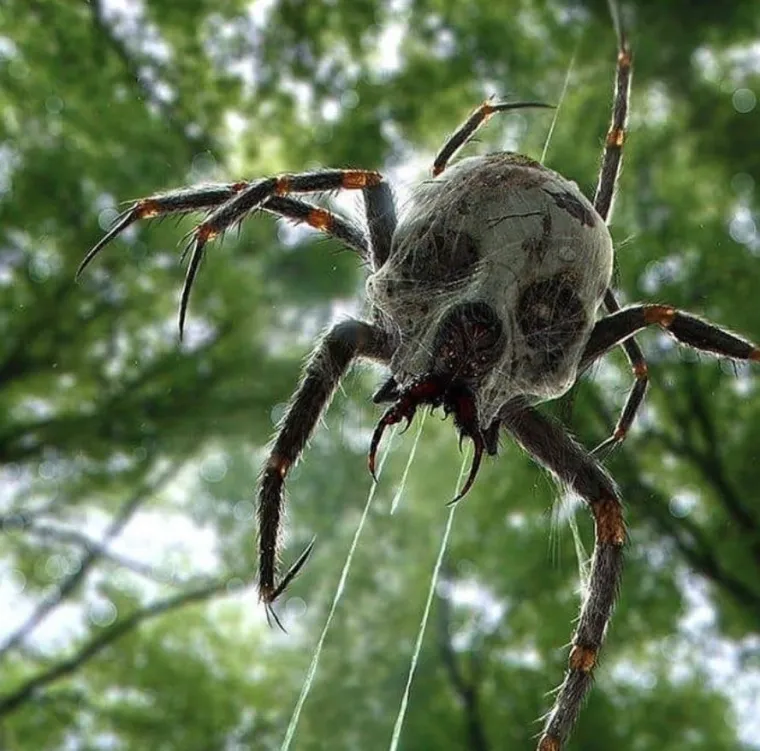 Izgleda da je evolucija bila totalno pijana kada je napravila ovih 25 životinja