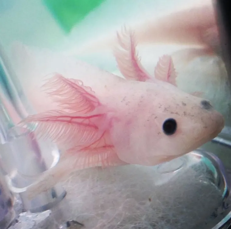 Izgleda da je evolucija bila totalno pijana kada je napravila ovih 25 životinja