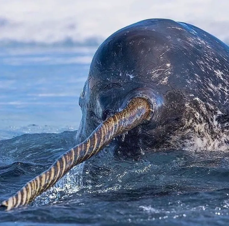 Izgleda da je evolucija bila totalno pijana kada je napravila ovih 25 životinja