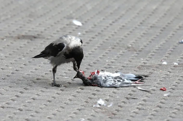 Na Trgu bana Jelačića u Zagrebu prolaznike su jutros dočekale mučne scene. Nekoliko sivih vrana hranilo se ostacima mrtvih golubova na zapadnoj strani trga.