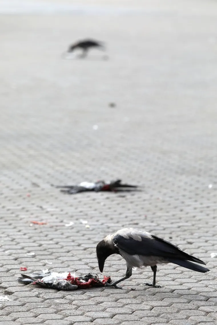 TRG BANA JELAČIĆA KAO SA SETA HITCHCOCKOVIH 'PTICA': Sive vrane hranile se ostacima mrtvih golubova
