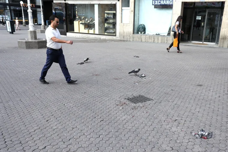 TRG BANA JELAČIĆA KAO SA SETA HITCHCOCKOVIH 'PTICA': Sive vrane hranile se ostacima mrtvih golubova