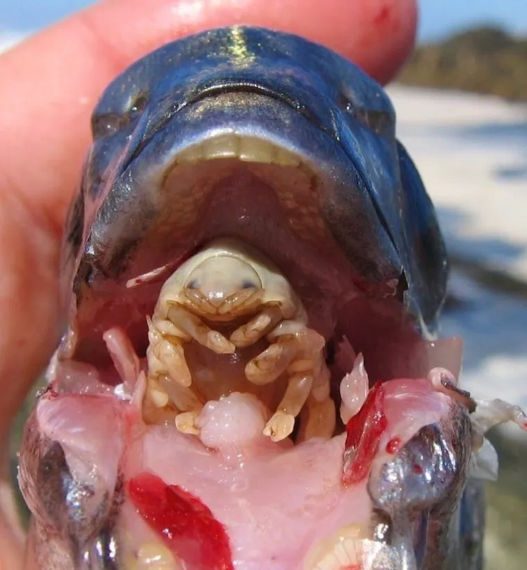 Parazit na mjestu gdje je nekad ribi bio jezik