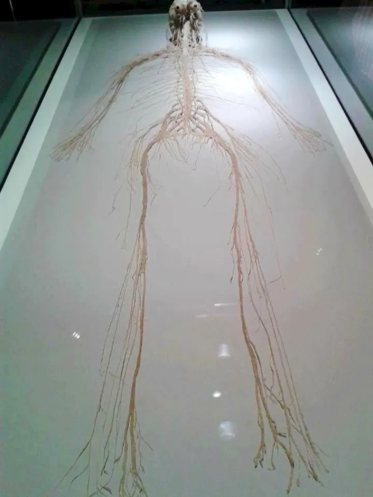 Čovjek, Točnije onaj dio koji je zaslužan za sve misli, osjećaje, snove, nade ...