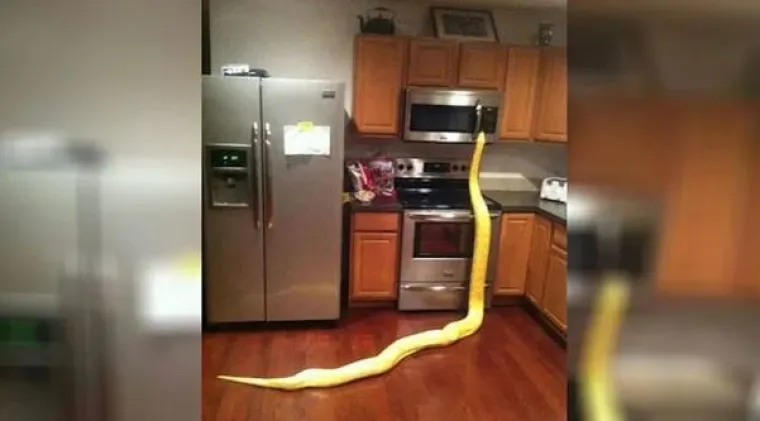 Bile djelo Photoshopa ili ne, ove fotografije jednostavno traže obja&scaron;njenje