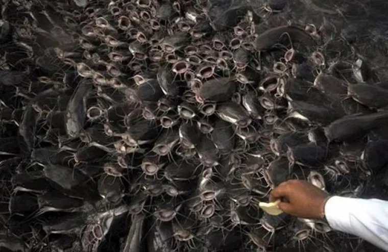 Bile djelo Photoshopa ili ne, ove fotografije jednostavno traže obja&scaron;njenje