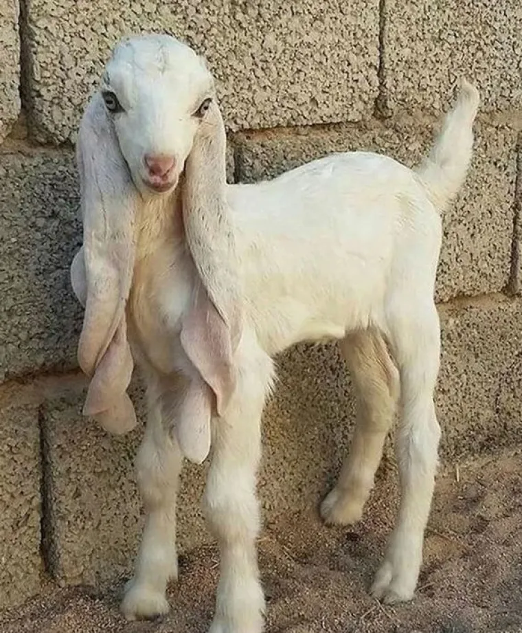 Vjerujte nam na riječ, ovo su najzanimljivije i najčudnije fotografije koje ćete danas vidjeti