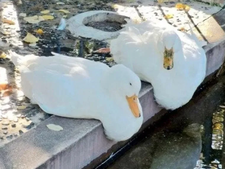 Vjerujte nam na riječ, ovo su najzanimljivije i najčudnije fotografije koje ćete danas vidjeti