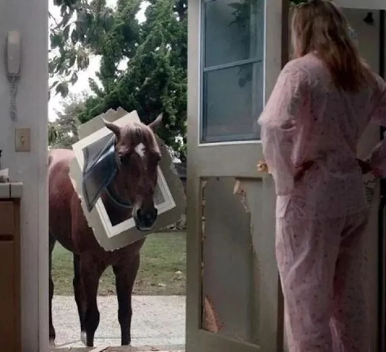 Oni imaju gori dan od vas: 15 fotografija koje su dokaz da je nekad bolje ostati u krevetu