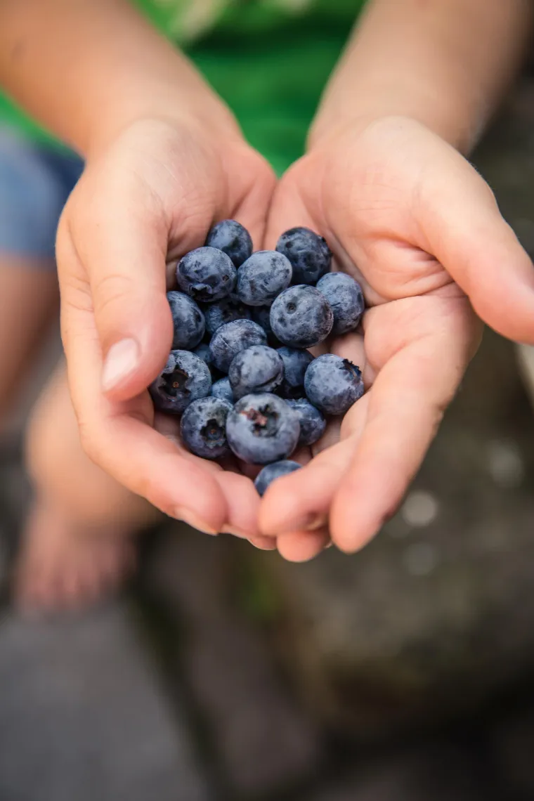 Bobičasto voće (jagode, borovnice, maline) je bogato vitaminima, mineralina i antioksidansima koji pogoduju na&scaron;em zdravlju i liniji. Imaju dijetna vlakna zbog kojih ćemo duže imati osjećaj sitosti, a odličan su izbor za desert.