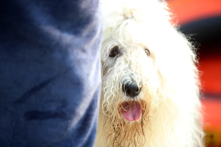 '&Scaron;apasti&rsquo; sportski izazov u Crikvenici: Plivačko natjecanje četveronožaca i njihovih dvonožaca