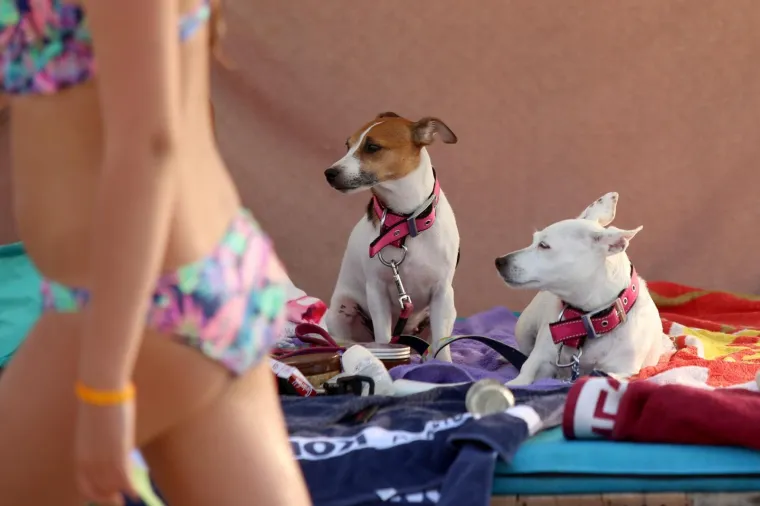 '&Scaron;apasti&rsquo; sportski izazov u Crikvenici: Plivačko natjecanje četveronožaca i njihovih dvonožaca