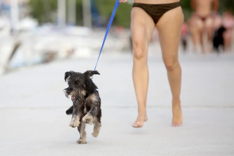 '&Scaron;apasti&rsquo; sportski izazov u Crikvenici: Plivačko natjecanje četveronožaca i njihovih dvonožaca