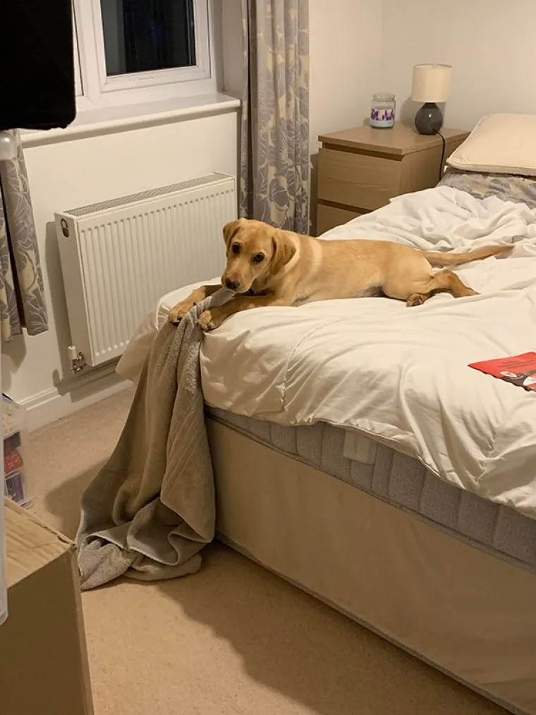 DRUGO LICE ŽIVOTINJA: Možda djeluju umiljato i mazno, no znaju biti i pravi &scaron;u*ci