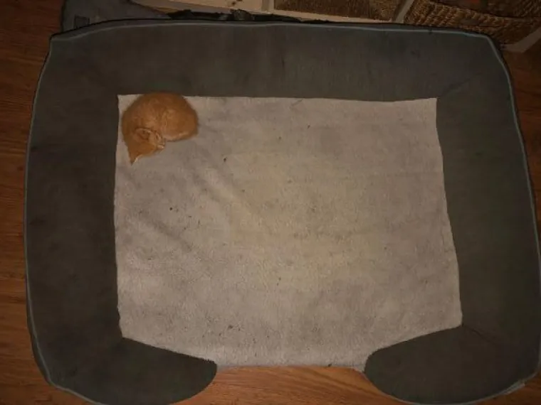 Udomljeno mače je tu tek tjedan dana. Do sada je ovo bio ležaj mog psa od 30-ak kila