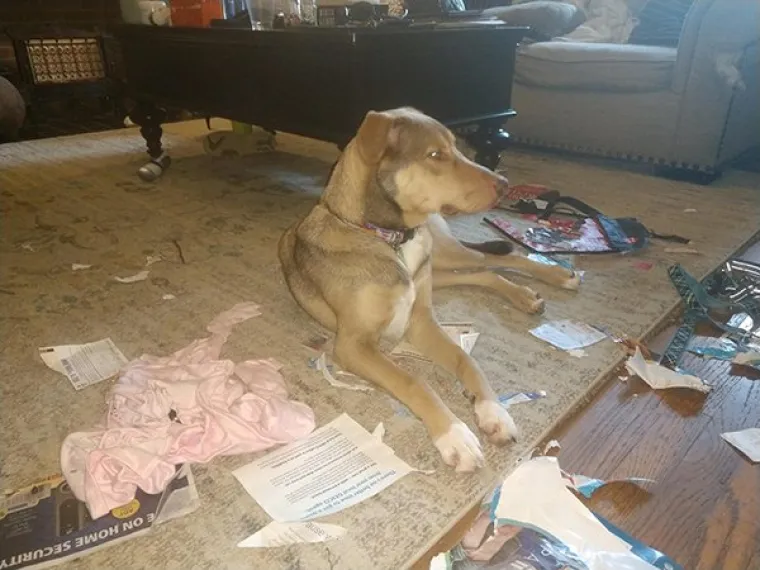 DRUGO LICE ŽIVOTINJA: Možda djeluju umiljato i mazno, no znaju biti i pravi &scaron;u*ci