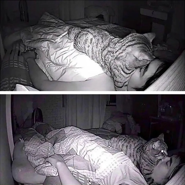 DRUGO LICE ŽIVOTINJA: Možda djeluju umiljato i mazno, no znaju biti i pravi &scaron;u*ci