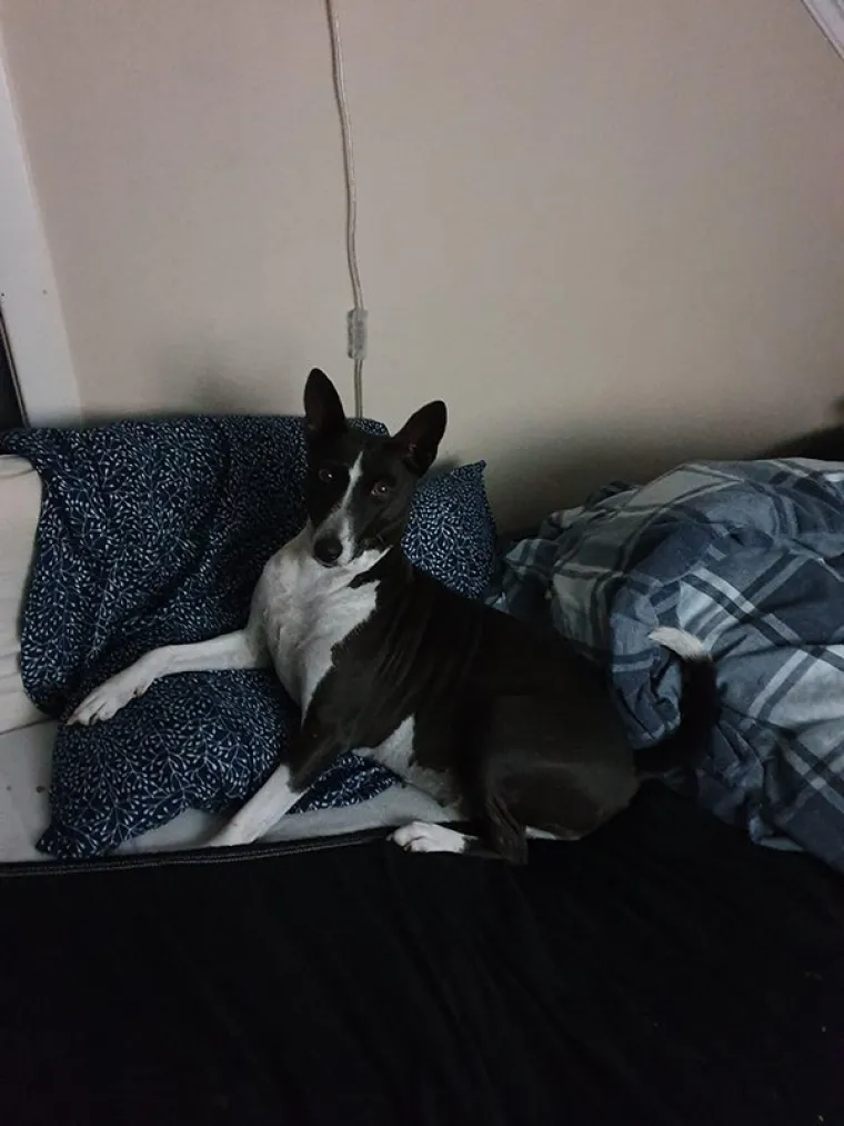 DRUGO LICE ŽIVOTINJA: Možda djeluju umiljato i mazno, no znaju biti i pravi &scaron;u*ci