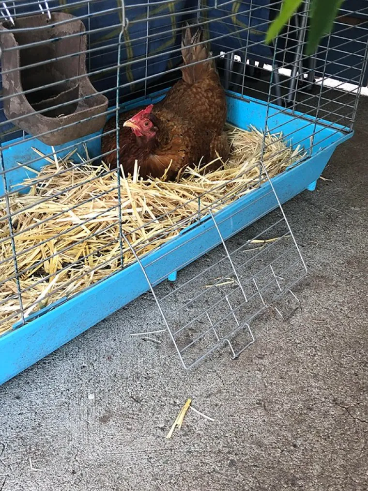 Po kratkom postupku deložirala zeca i sad ojoj je to dom