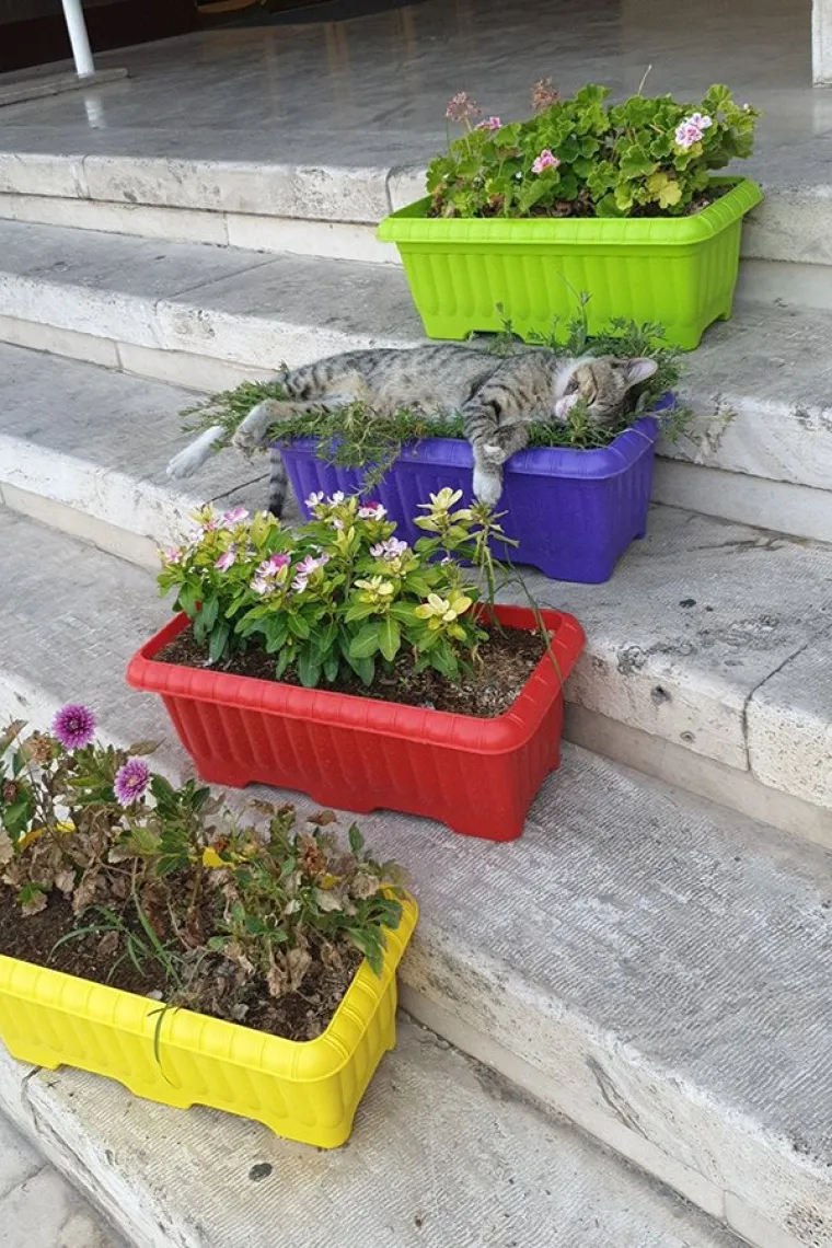 DRUGO LICE ŽIVOTINJA: Možda djeluju umiljato i mazno, no znaju biti i pravi &scaron;u*ci