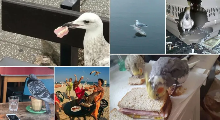 Nisu uvijek slatke: 25 fotografija koje dokazuju da i ptice imaju 'tamnu stranu'