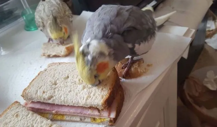 Nisu uvijek slatke: 25 fotografija koje dokazuju da i ptice imaju 'tamnu stranu'