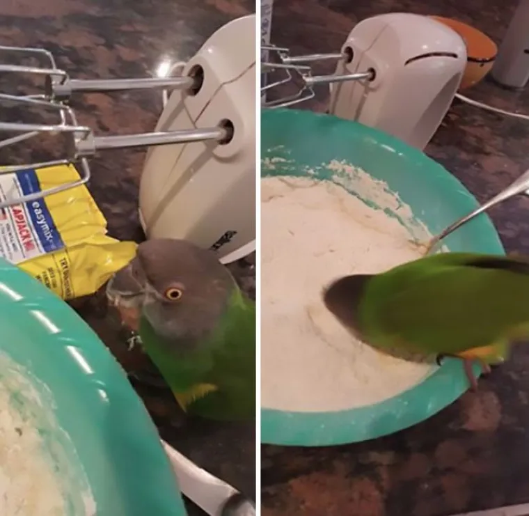 Nisu uvijek slatke: 25 fotografija koje dokazuju da i ptice imaju 'tamnu stranu'