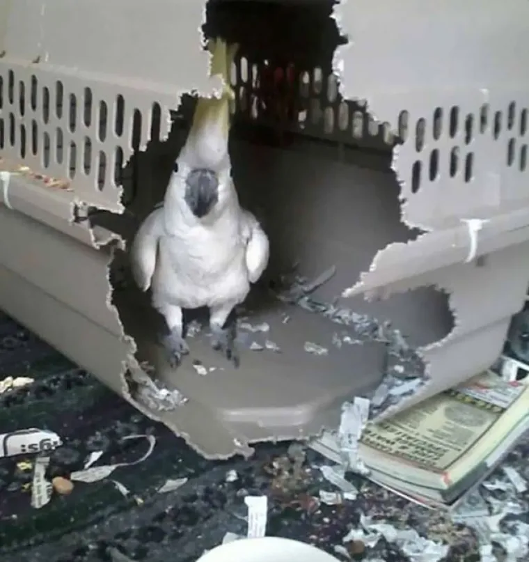 Nisu uvijek slatke: 25 fotografija koje dokazuju da i ptice imaju 'tamnu stranu'