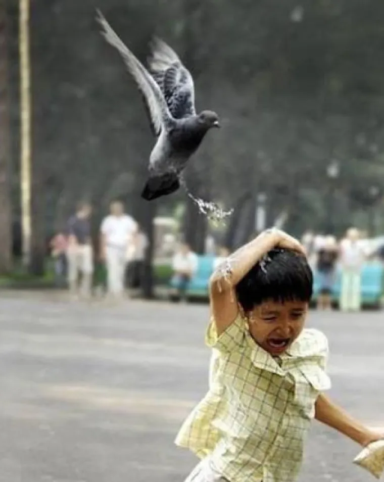 Nisu uvijek slatke: 25 fotografija koje dokazuju da i ptice imaju 'tamnu stranu'