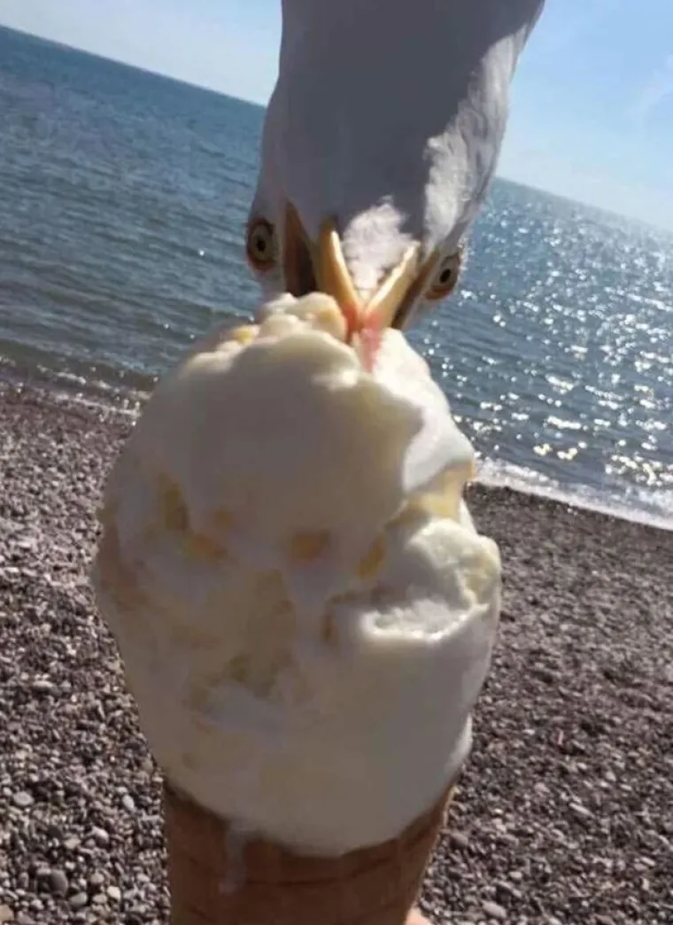 Nisu uvijek slatke: 25 fotografija koje dokazuju da i ptice imaju 'tamnu stranu'