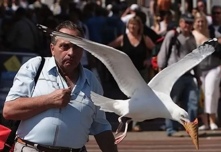 Nisu uvijek slatke: 25 fotografija koje dokazuju da i ptice imaju 'tamnu stranu'