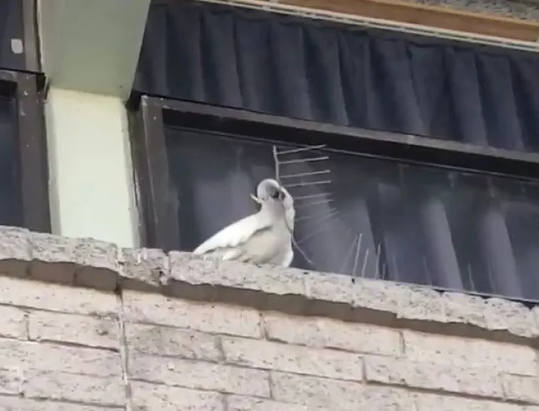 Nisu uvijek slatke: 25 fotografija koje dokazuju da i ptice imaju 'tamnu stranu'