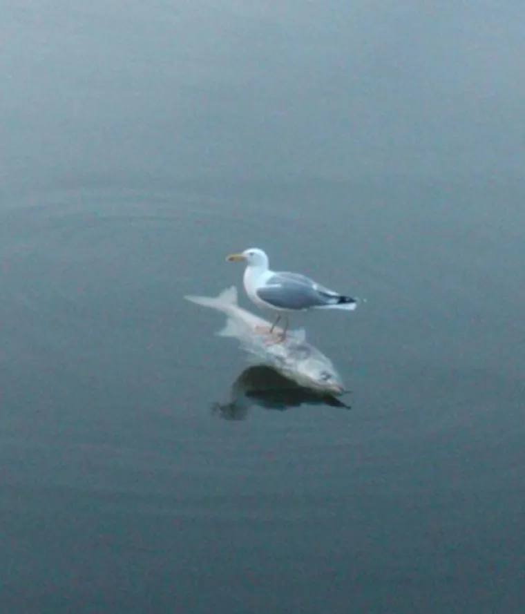 Nisu uvijek slatke: 25 fotografija koje dokazuju da i ptice imaju 'tamnu stranu'