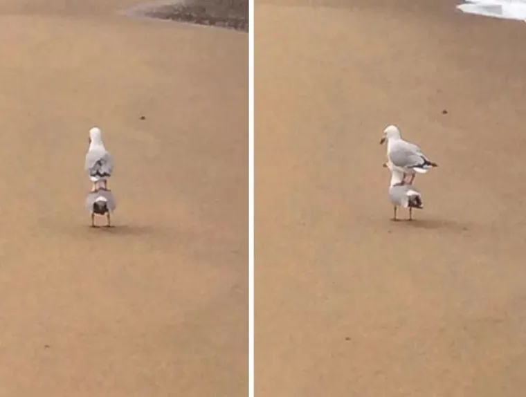 Nisu uvijek slatke: 25 fotografija koje dokazuju da i ptice imaju 'tamnu stranu'