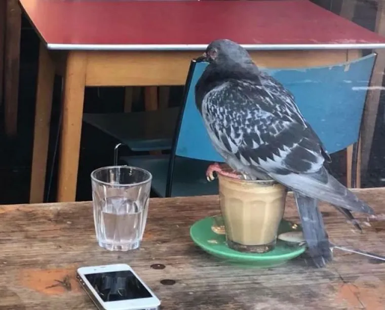 Nisu uvijek slatke: 25 fotografija koje dokazuju da i ptice imaju 'tamnu stranu'