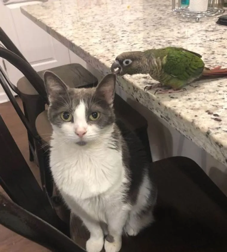 Nisu uvijek slatke: 25 fotografija koje dokazuju da i ptice imaju 'tamnu stranu'