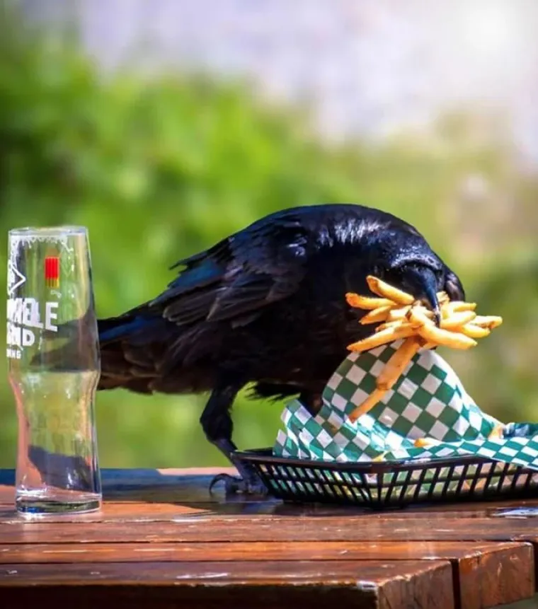 Nisu uvijek slatke: 25 fotografija koje dokazuju da i ptice imaju 'tamnu stranu'