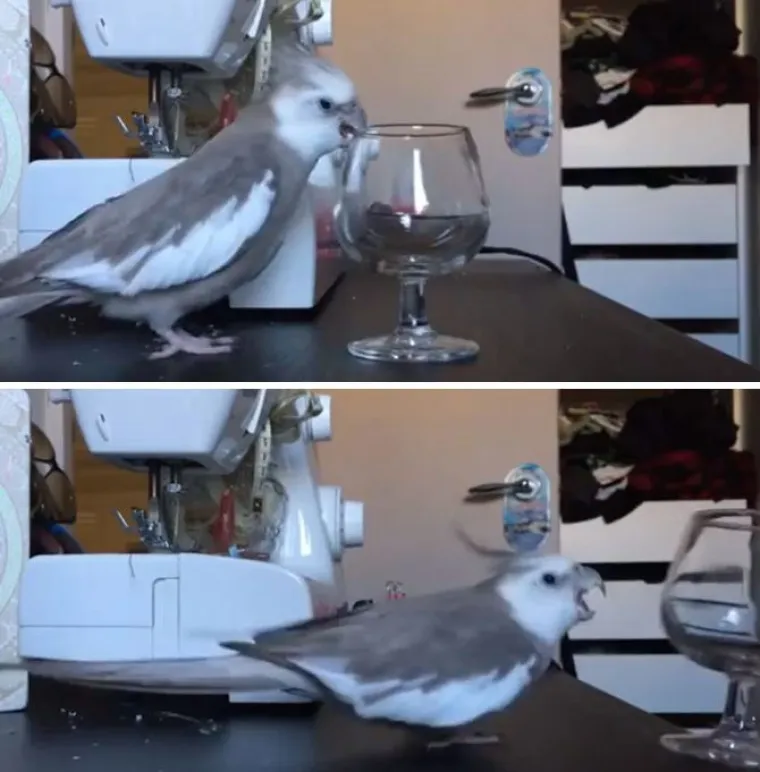 Nisu uvijek slatke: 25 fotografija koje dokazuju da i ptice imaju 'tamnu stranu'