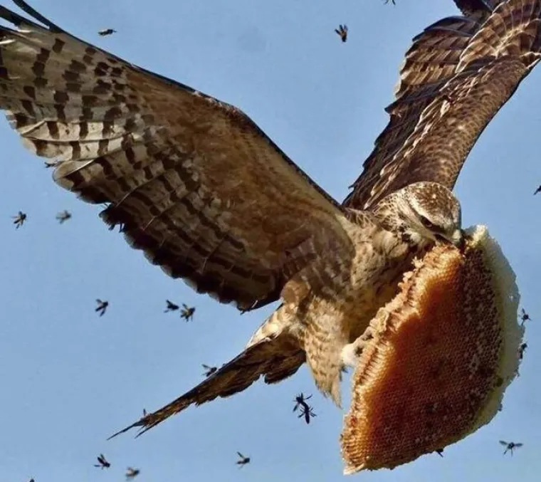 Nisu uvijek slatke: 25 fotografija koje dokazuju da i ptice imaju 'tamnu stranu'