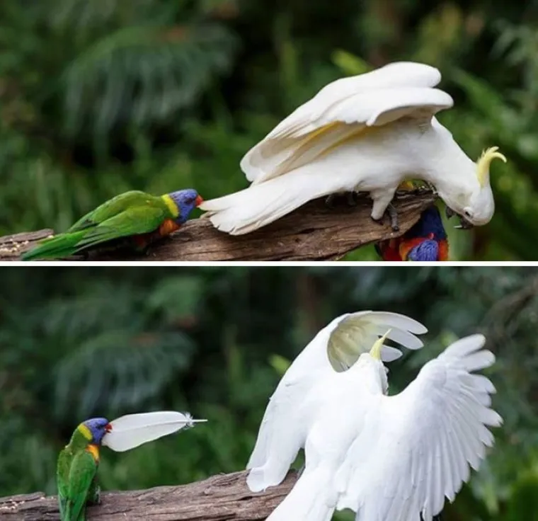 Nisu uvijek slatke: 25 fotografija koje dokazuju da i ptice imaju 'tamnu stranu'