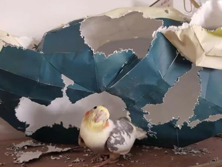 Nisu uvijek slatke: 25 fotografija koje dokazuju da i ptice imaju 'tamnu stranu'