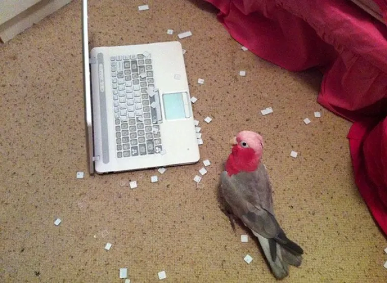 Nisu uvijek slatke: 25 fotografija koje dokazuju da i ptice imaju 'tamnu stranu'