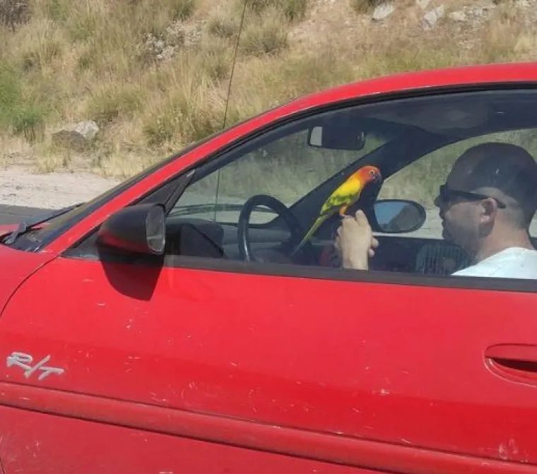 Piju, jedu, telefoniraju: Tko je ovim ljudima dao vozačku dozvolu?