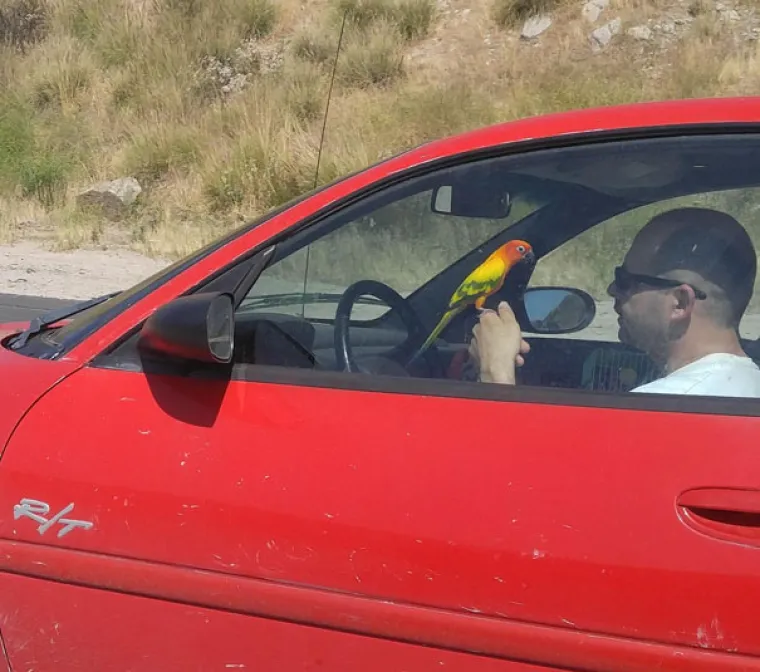 EVO ZA&Scaron;TO NEKIM LJUDIMA NE TREBA DATI VOZAČKU: Ako vidite neki od ovih prizora na cesti - bježite!