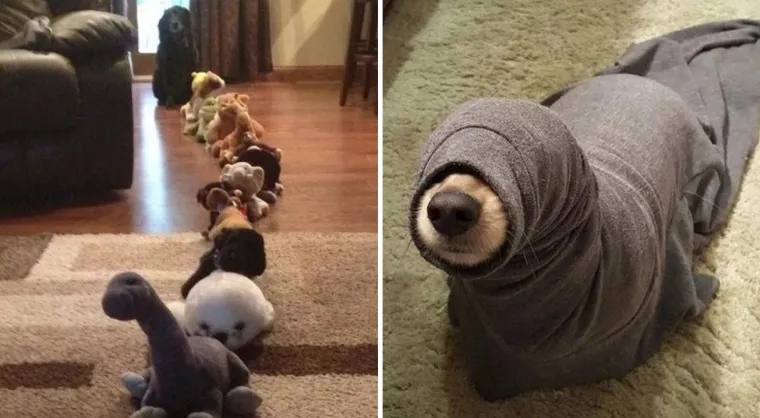 Medeni, zbunjeni i nespretni: Preslatki kućni ljubimci uljep&scaron;at će vam dan