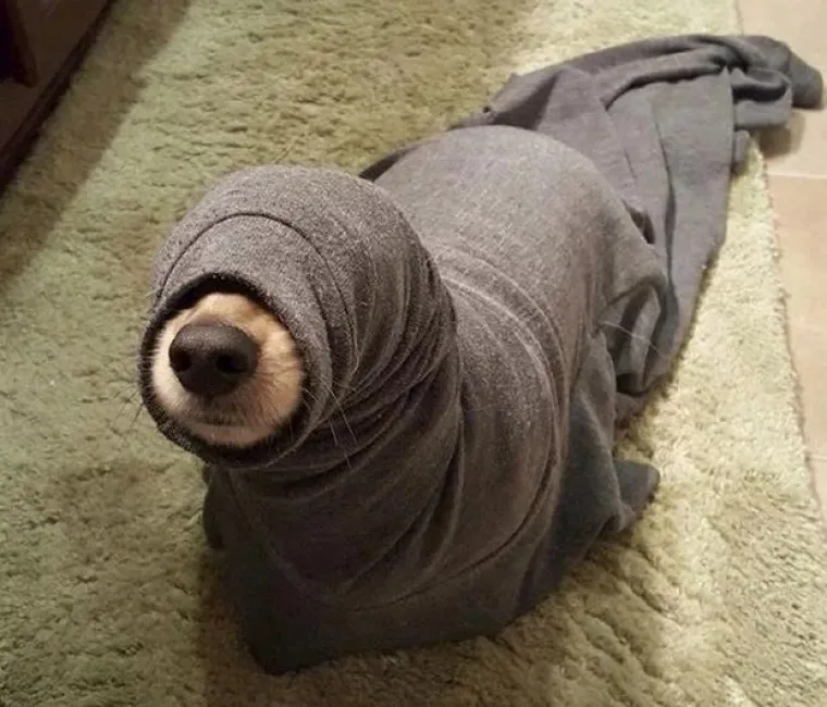 Medeni, zbunjeni i nespretni: Preslatki kućni ljubimci uljep&scaron;at će vam dan