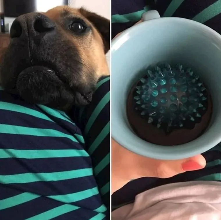 Medeni, zbunjeni i nespretni: Preslatki kućni ljubimci uljep&scaron;at će vam dan