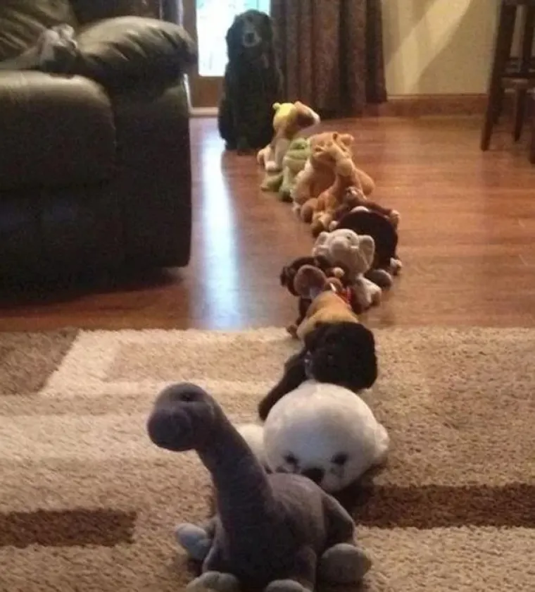 Medeni, zbunjeni i nespretni: Preslatki kućni ljubimci uljep&scaron;at će vam dan