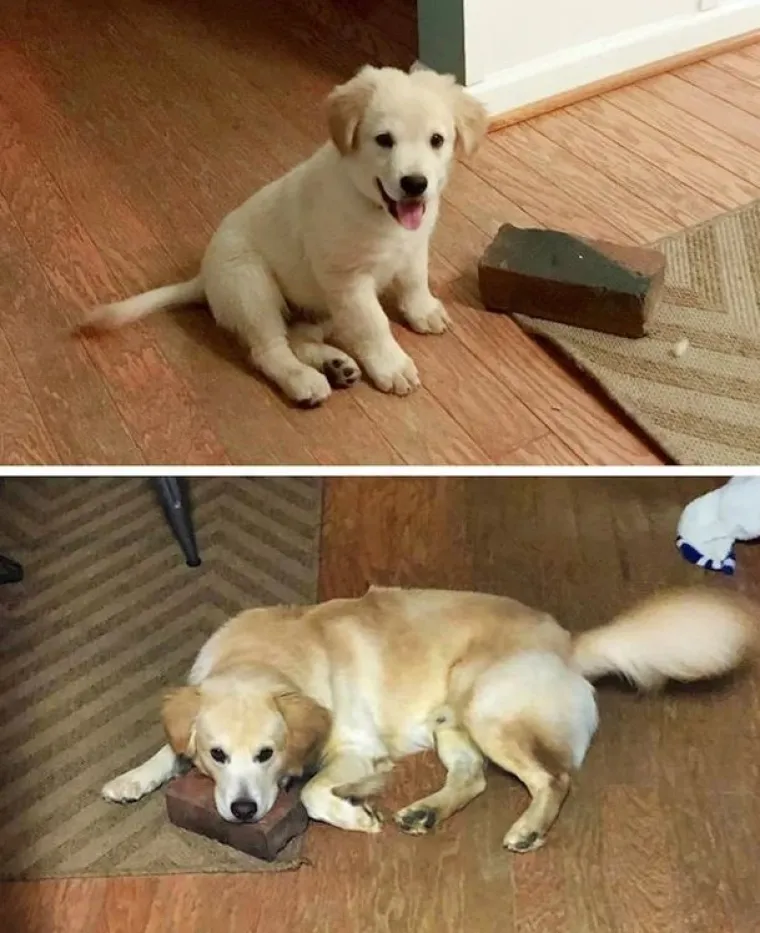 Medeni, zbunjeni i nespretni: Preslatki kućni ljubimci uljep&scaron;at će vam dan