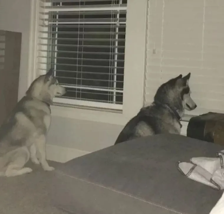 Medeni, zbunjeni i nespretni: Preslatki kućni ljubimci uljep&scaron;at će vam dan